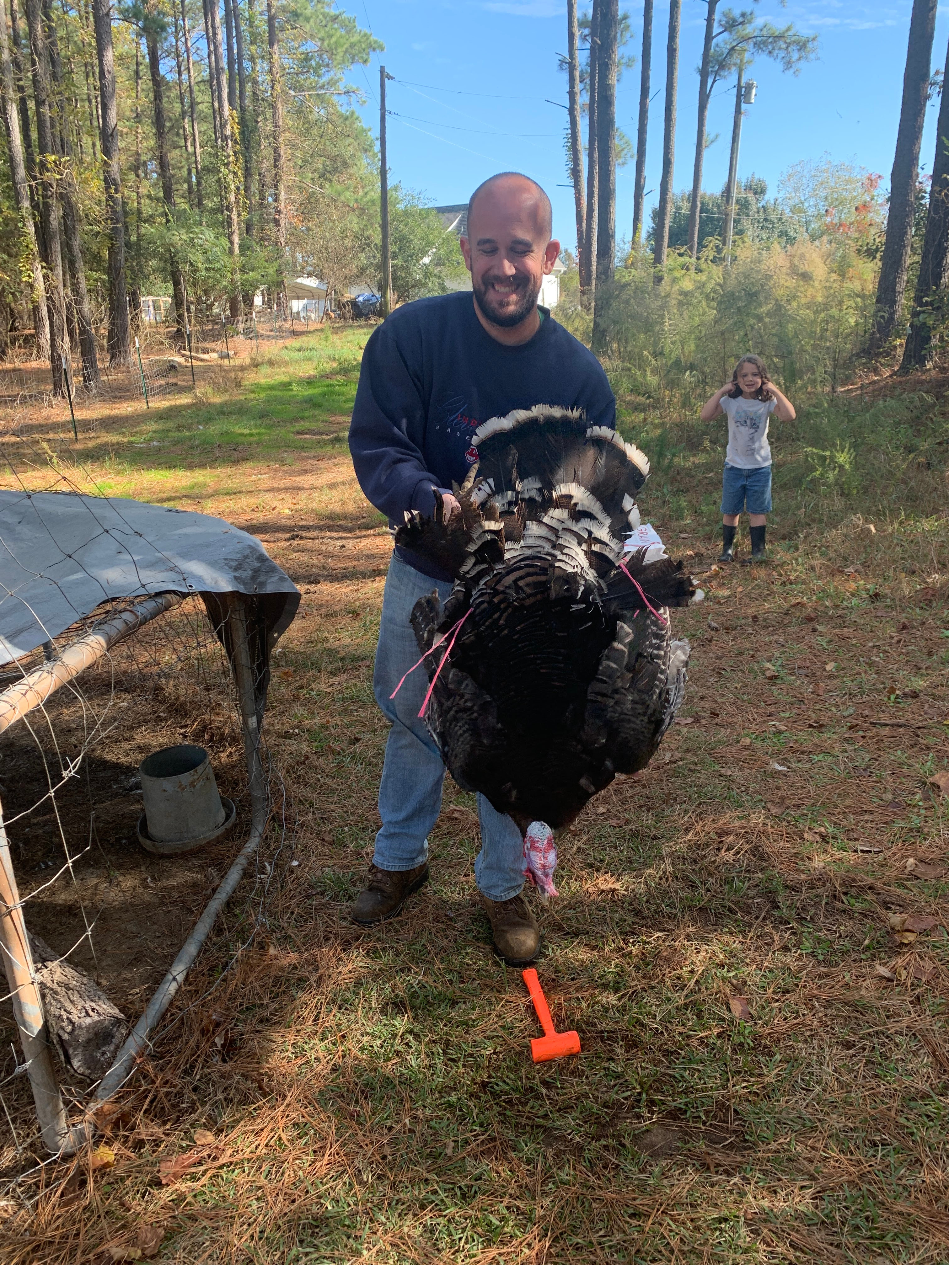 turkeys